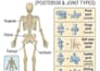 create professional anatomy illustrations for education books